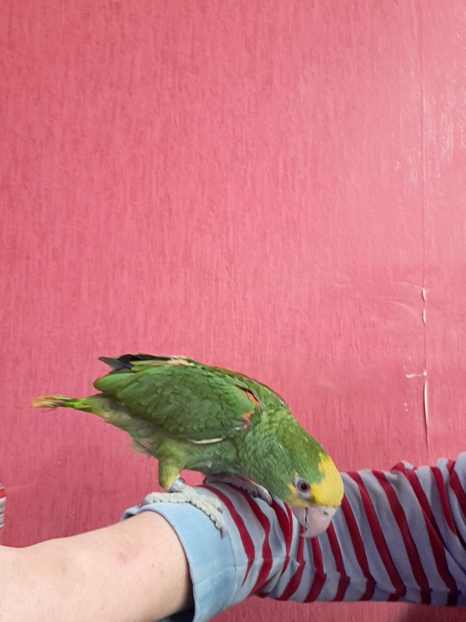 Foto van het dier