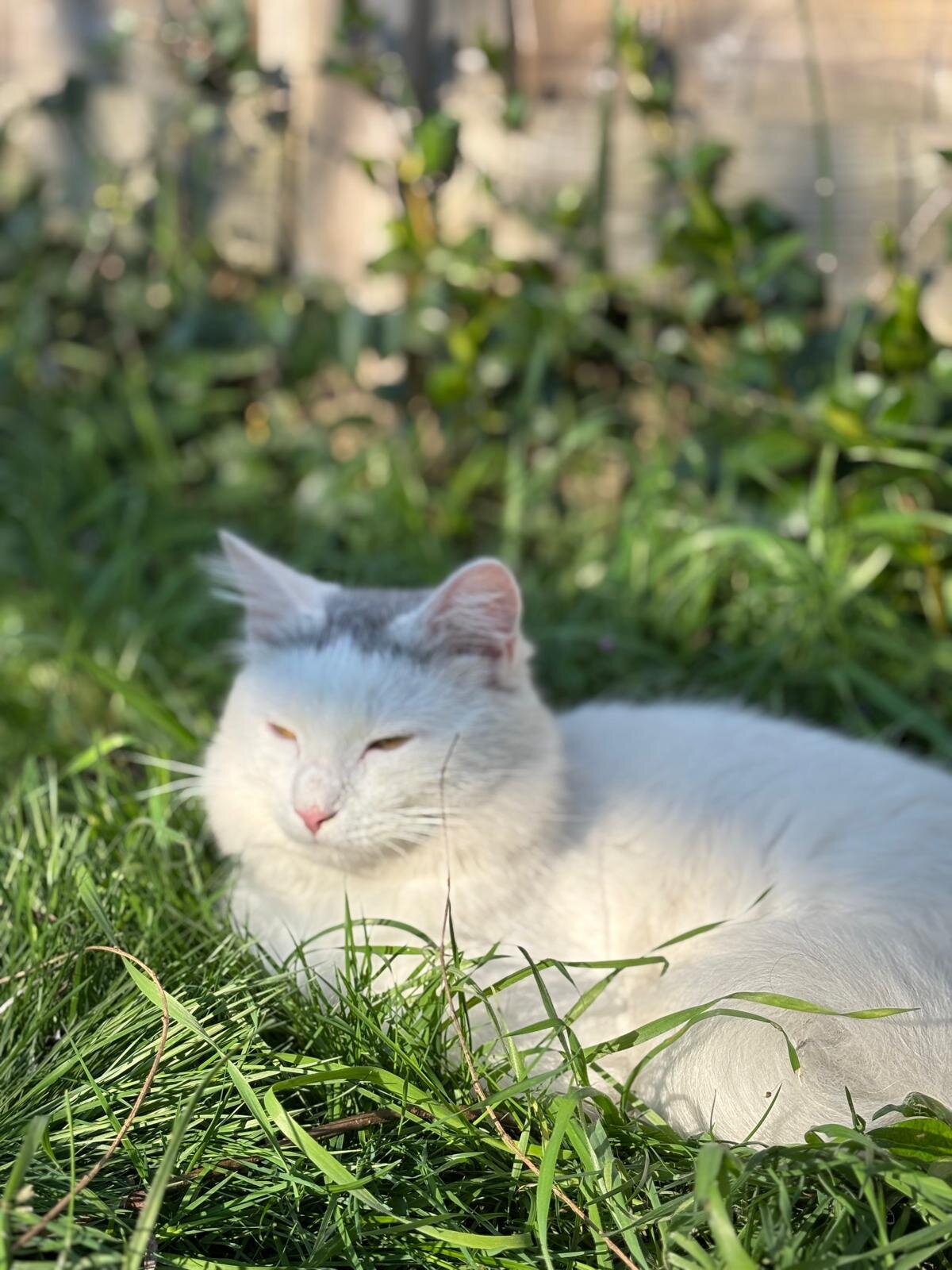 Foto van het dier